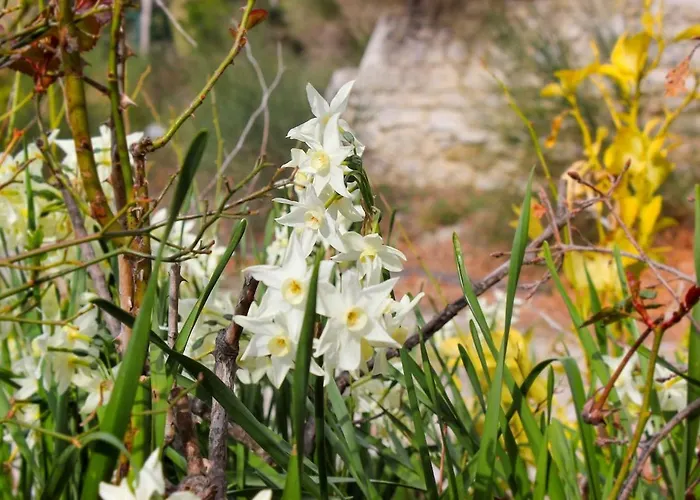 Villa At Aunt Daniela House Oasis On Silence *
